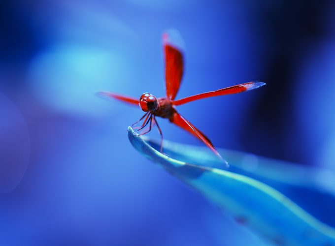 Wallpaper dragonfly, insects, blue, Animals 721595604